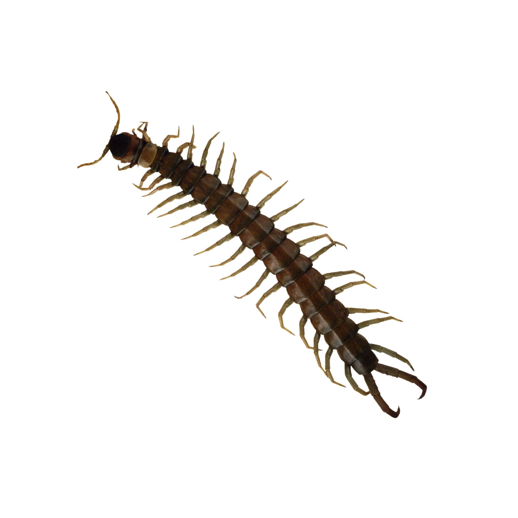 Centipedes & Millipedes