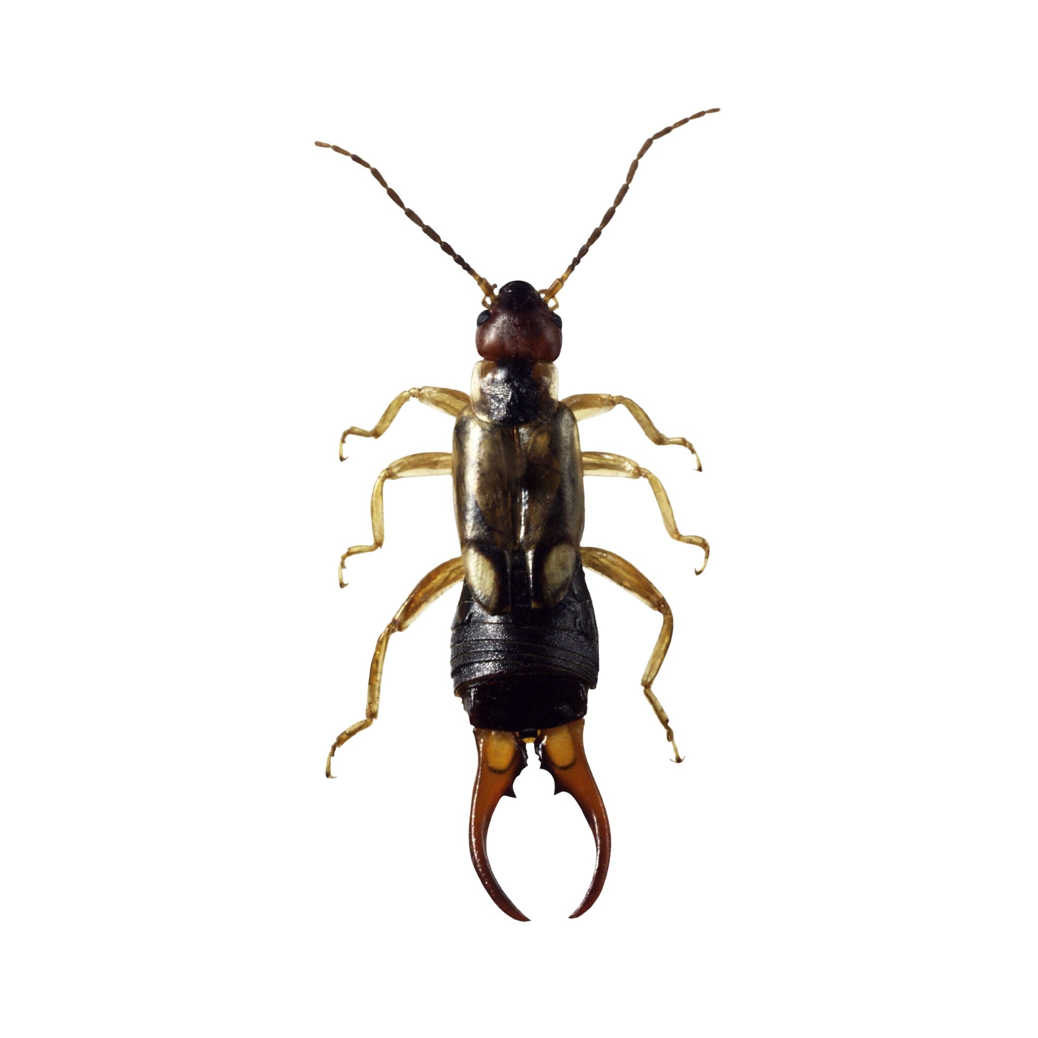 Earwigs