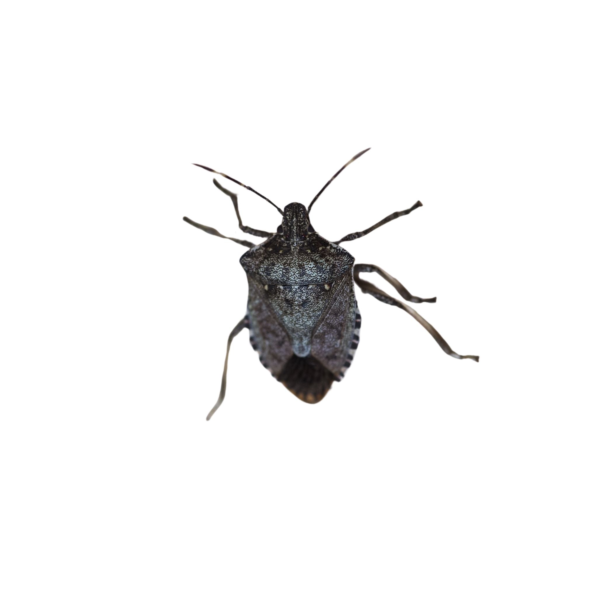 Stink Bugs